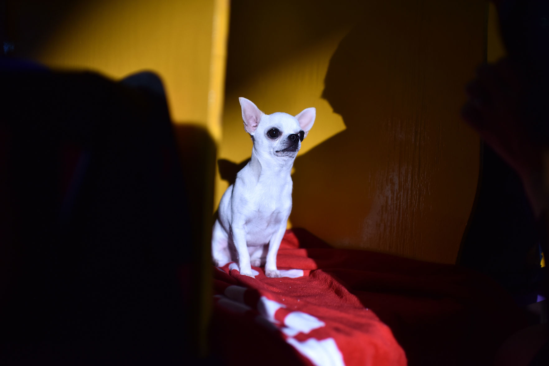 Chihuahua